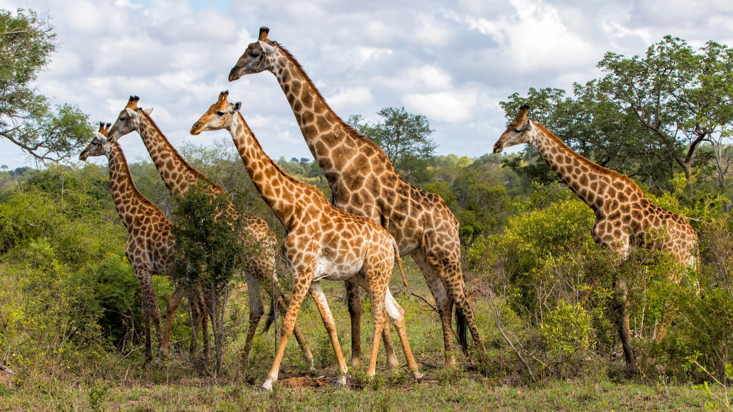 6 Day Kruger & Private Game Reserves Safari (Camping)