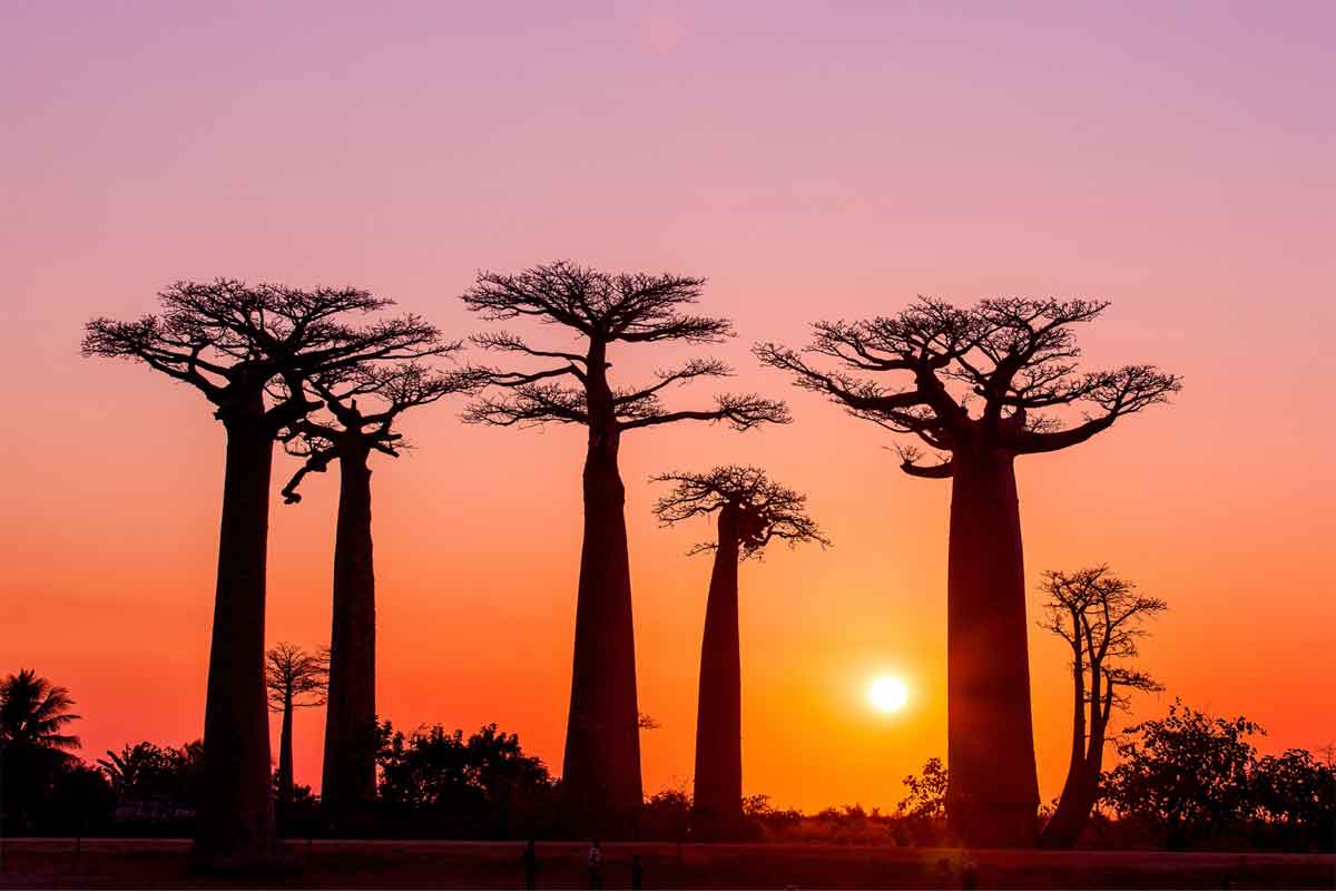 6 Day Western Madagascar Safari