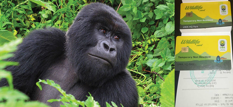 How to Book Gorilla trekking Permits
