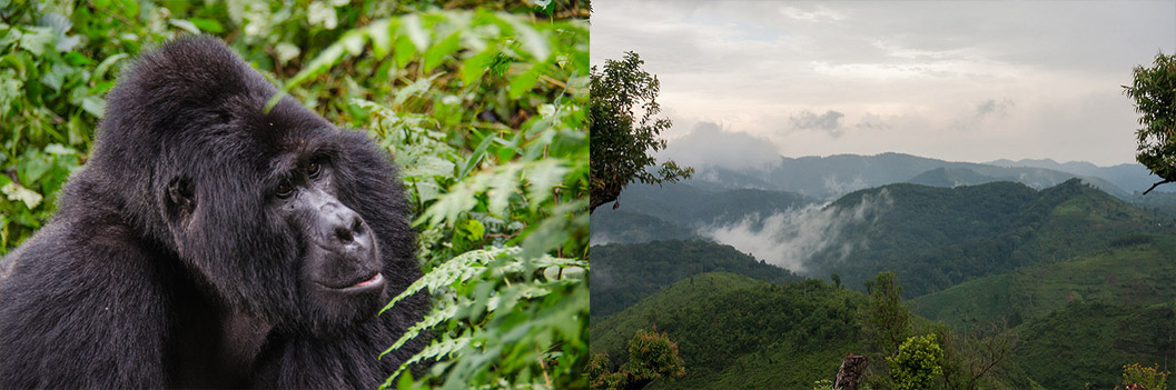 Bwindi Impenetrable National Park