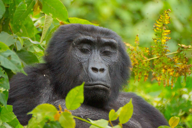 Gorilla Habituation