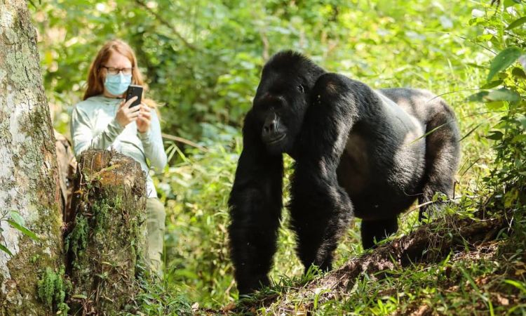 Bwindi Impenetrable Forest National Park, Uganda 