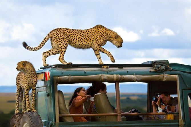 Kenya Lodge Safari: Masai Mara, Nakuru & Aberdare