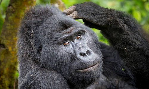 Nkuringo Gorilla Trekking