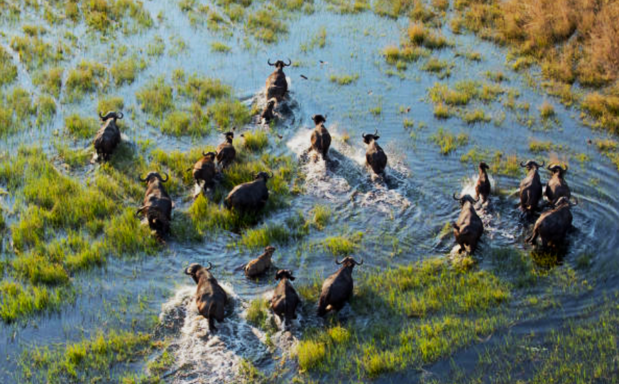 7 Day Botswana Safari – Okavango Delta & Chobe